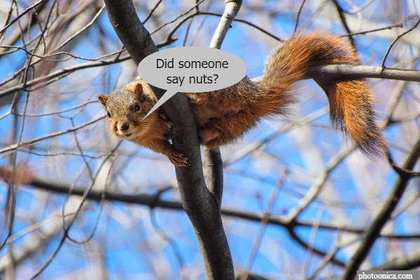 nutty squirrel