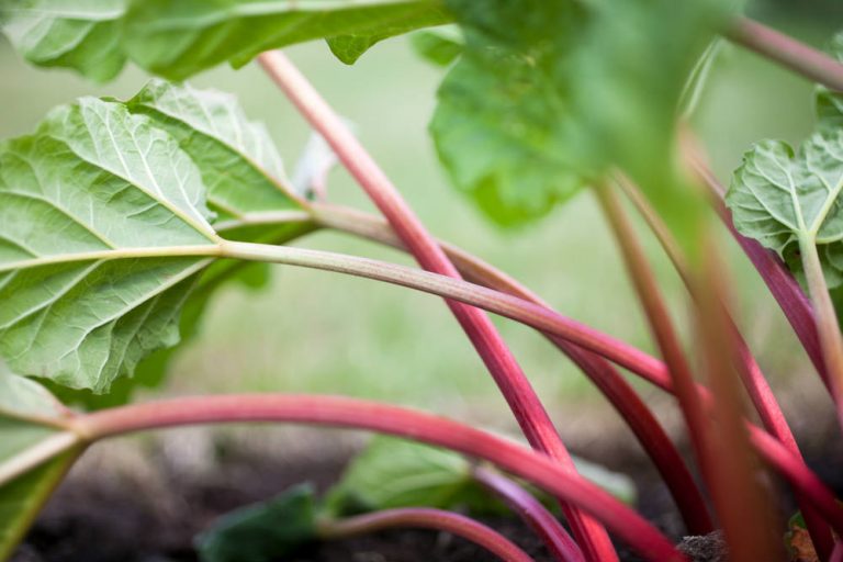 Beautiful Rhubarb Poke Cake Recipe | GB's Kitchen