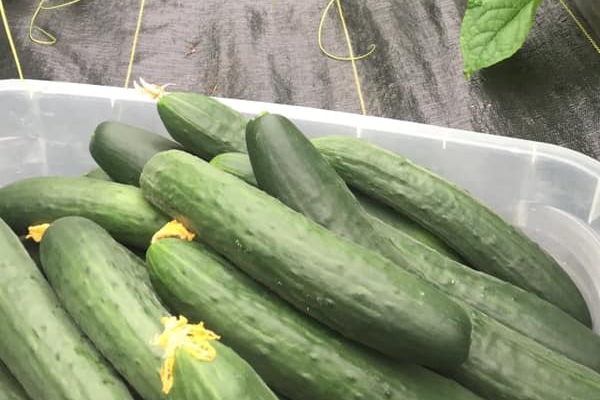 fresh picked cucumbers