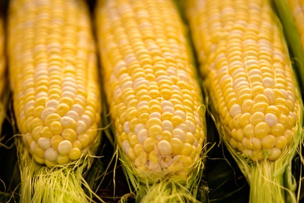 sweet corn with husks removed