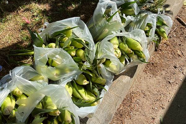bagged sweet corn ready to sell