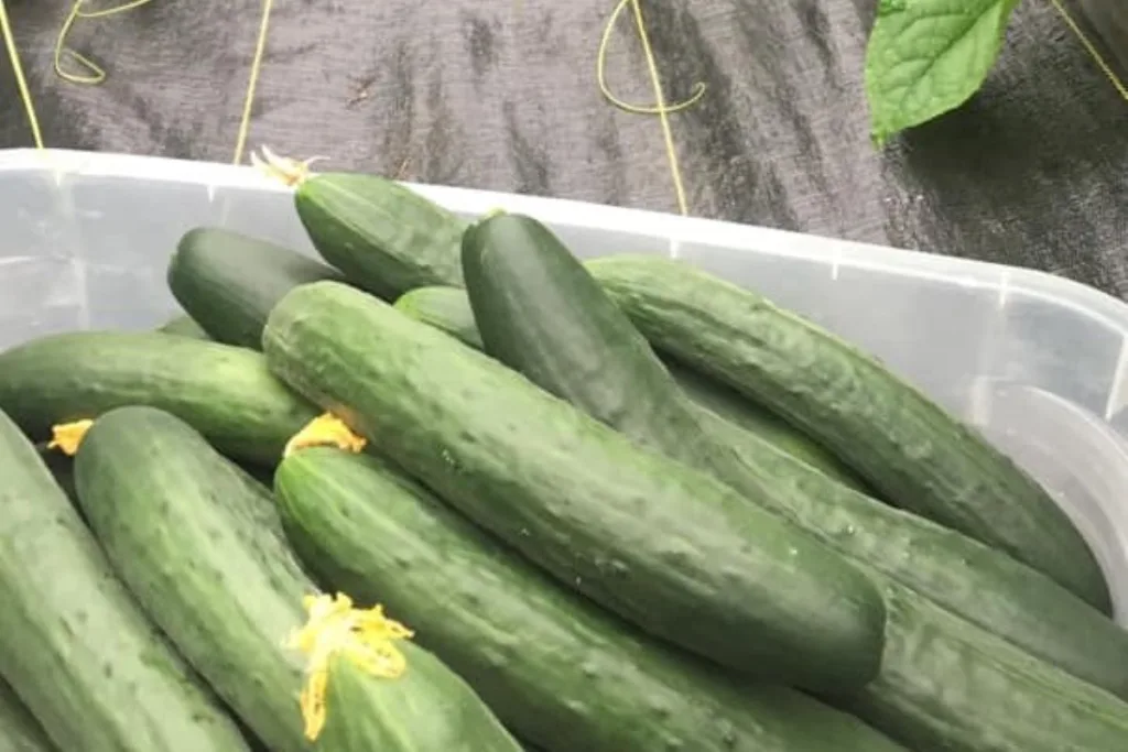 fresh cucumbers