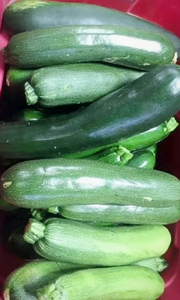 zucchini recipes to use extra zucchini
