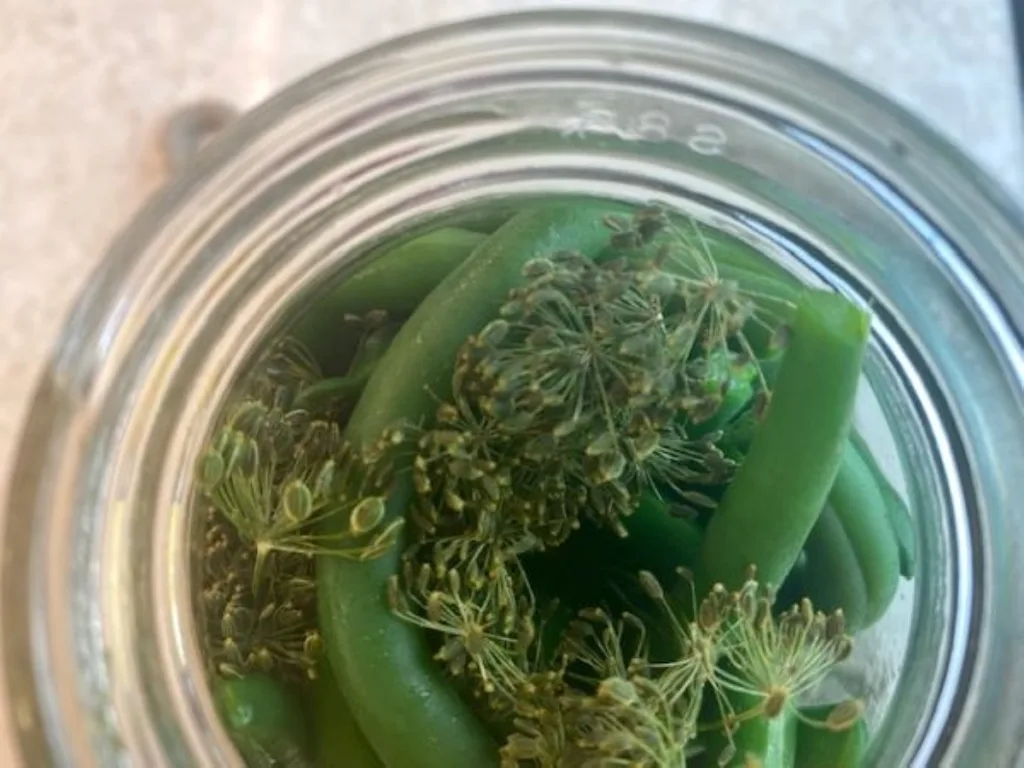 jar of refrigerator dilly beans before adding the brine, showing heads of dill