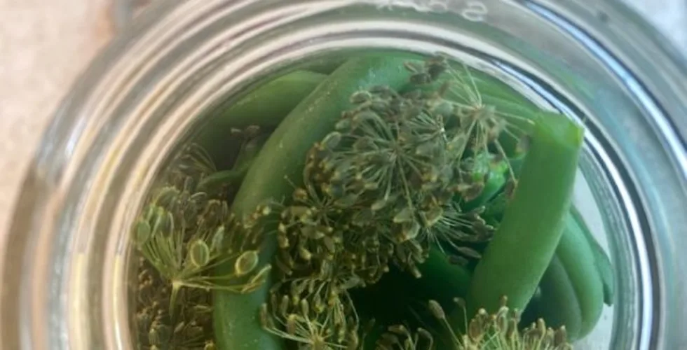 refrigerator dilly beans