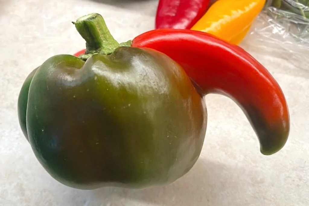 funny green pepper for refrigerator pickles
